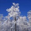 高山雪松的头像