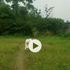 梅花鹿的头像