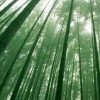 竹林的头像
