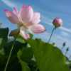 蓝天、白云的头像