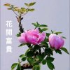 花朵的头像