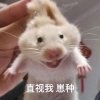 离岛的头像