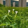 梅子的头像