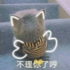 猫咪的头像
