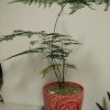 素颜如水的头像