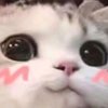 Feng的头像