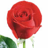 玫瑰的头像