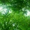 心悦的头像