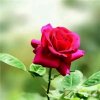 爱乐 春暖花开的头像