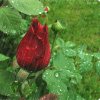 小雨 点童装的头像