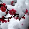 华样年华（没玩币）的头像