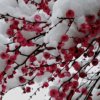 傲雪红梅的头像