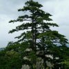 一池清水的头像