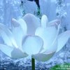 红尘无梦的头像
