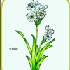 玉玲珑的头像