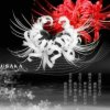忆80♚ゝ 彼岸花的头像