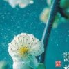快乐久久的头像