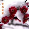 寒梅熬雪的头像
