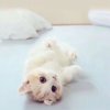 小可爱[拒绝私信]的头像