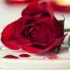 玫瑰的头像