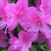 杜鹃花的头像