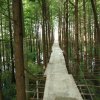 三宝《退了》的头像
