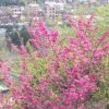 小小草的头像