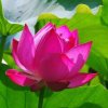 春暖花开的头像