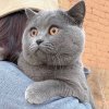 四叶草的头像