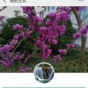 紫藤港湾的头像