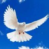 开心和平鸽的头像