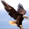 是鹰你就飞起来的头像