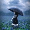 雨的头像