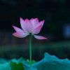 不忘初心的头像