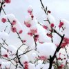 飞雪随缘的头像