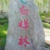 白桦林的头像