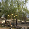 中国的头像