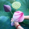 无心人回来了的头像
