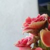 顺其自然的头像
