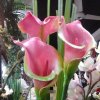 芙蓉城*外的头像