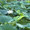 漫漫的头像