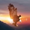 雄鹰的头像