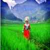 芳草青青的头像