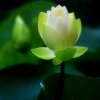 漪涟的头像