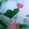 《退》的头像