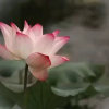 玖月凯欣珍惜的头像