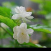 茉莉花的头像
