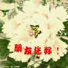 宁静谈泊的头像