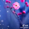 丹丹的头像
