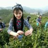 缘缘的头像